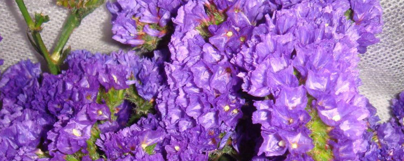 紫罗兰根烂了怎么办 紫根兰烂根了怎么办