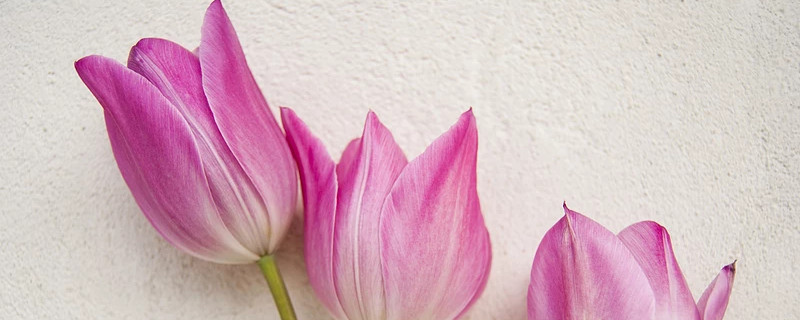 郁金香可以养多久 郁金香能养多久