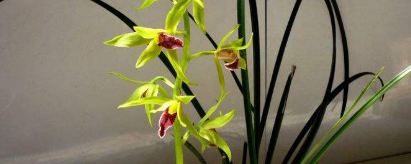 蕙兰的养殖方法和注意事项（蕙兰养殖方法与技巧）