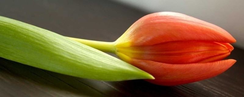 郁金香夏天怎么养 郁金香夏天可以养吗