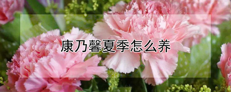 康乃馨夏季怎么养（康乃馨夏季怎么养护）