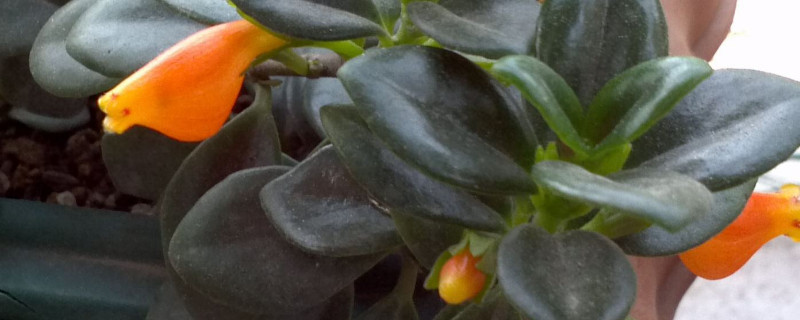 金鱼吊兰叶子有黄斑怎么办（金鱼吊兰叶子有白斑怎么办）