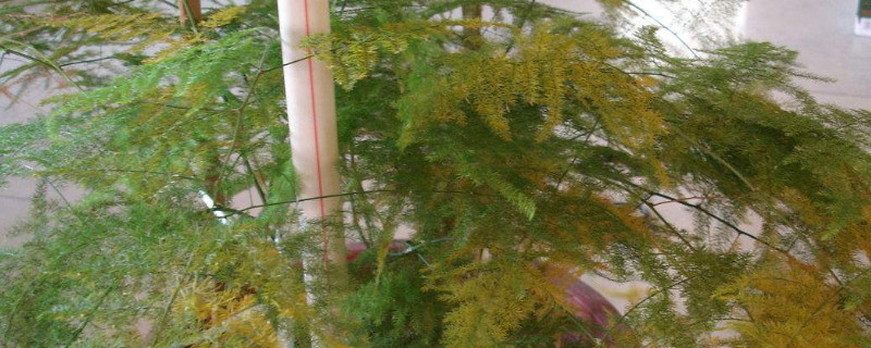 文竹为什么要浇白糖水（文竹要用白糖水浇吗）