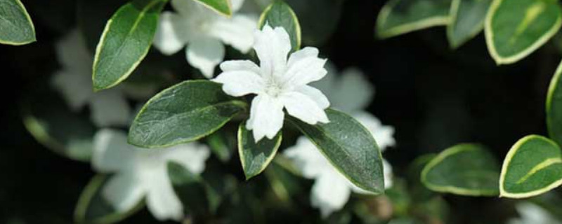 金边六月雪怎么修剪（金边六月雪用什么土）