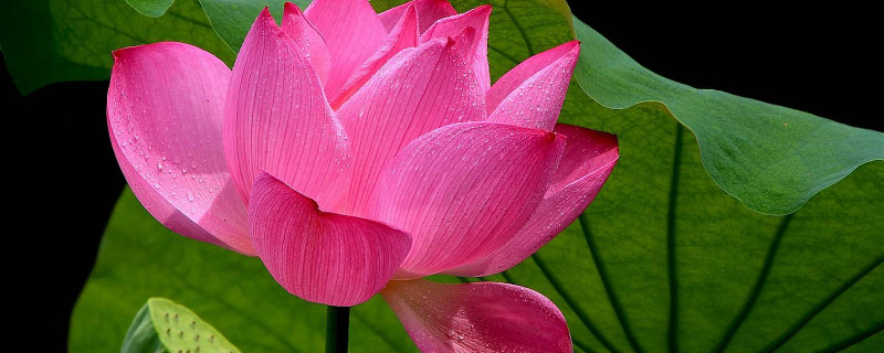 荷花水培还用换水吗 盆栽荷花用换水吗