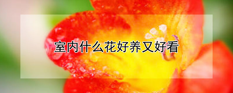 室内什么花好养又好看(室内哪种花好养又好看)