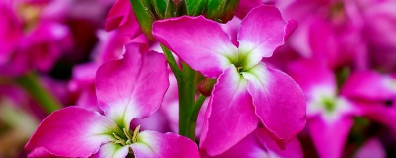 盆栽紫罗兰几月份开花 紫罗兰几月份开花?