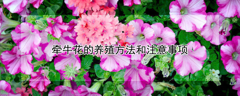 牵牛花的养殖方法和注意事项（矮脚牵牛花的养殖方法和注意事项）