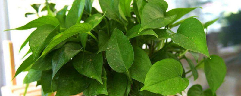 绿罗兰怎样繁殖（绿罗兰怎么分盆栽）