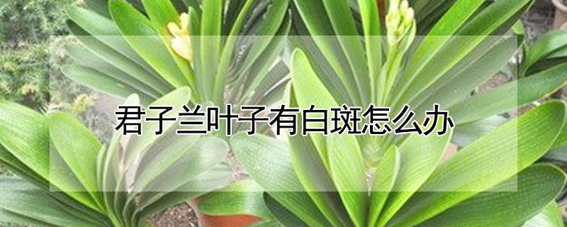 君子兰叶子有白斑怎么办 君子兰叶子上出现白斑怎么办