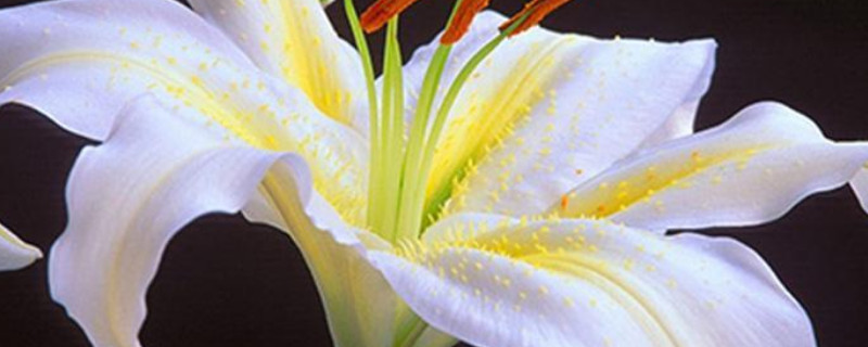 百合花不长花苞怎么办(百合花开花苞不长了怎么回事)