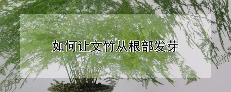 如何让文竹从根部发芽（文竹怎样从根部发）