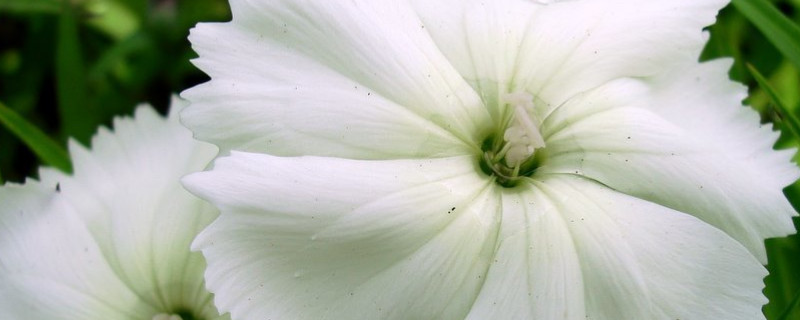 康乃馨如何快速开花（康乃馨怎样快速开花）