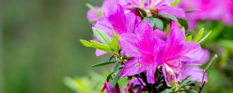 杜鹃花怎么开花多 杜鹃花怎么养开花多