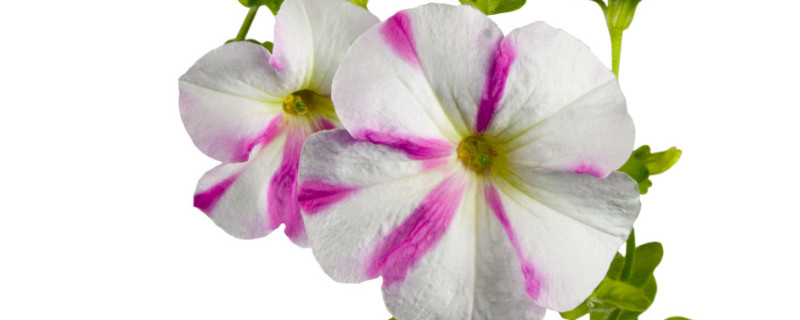 牵牛花在北方能过冬吗（牵牛花能过冬天吗）