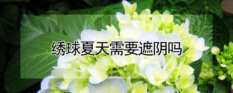 绣球夏天需要遮阴吗（无尽夏绣球夏天需要遮阴吗）