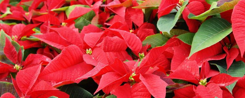 一品红叶子上有白色点 一品红叶子有斑点