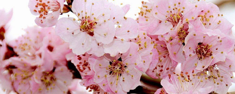 清明时节开花的植物(清明节时才开的植物)