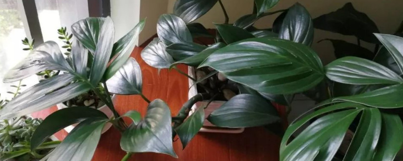 龟背竹和春羽的区别（龟背竹和春羽哪个适合家养）