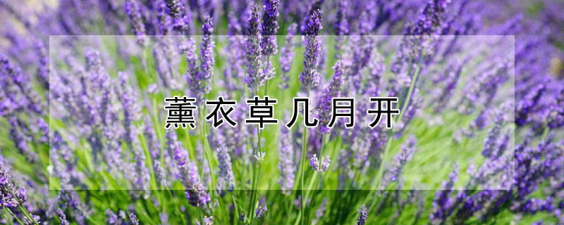 薰衣草几月开（薰衣草几月开花时间）