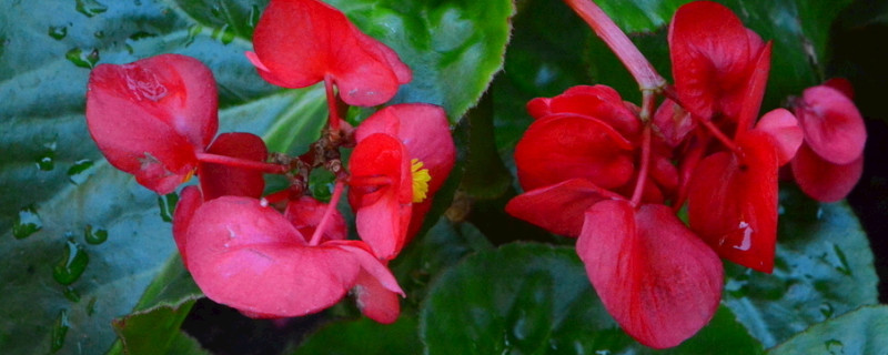 不长虫好养的花有哪些(哪种花好养又不长虫子)