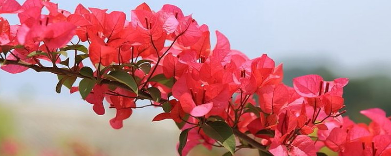 三角梅叶子枯萎怎么办(三角梅枯萎了怎么办)