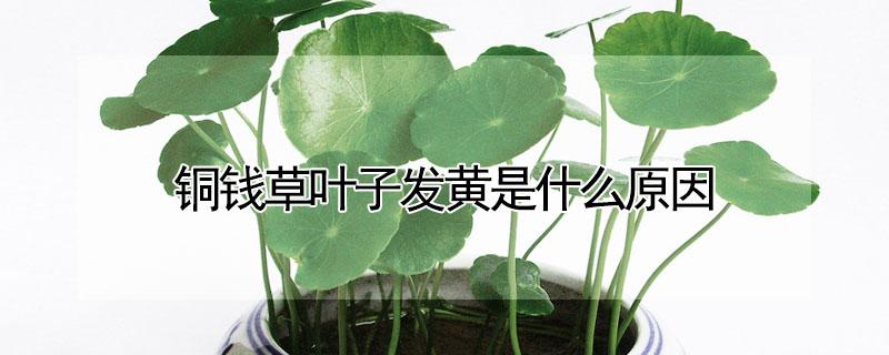 铜钱草叶子发黄是什么原因 水培铜钱草叶子发黄是什么原因