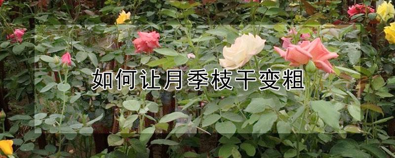 如何让月季枝干变粗 月季枝条如何养粗