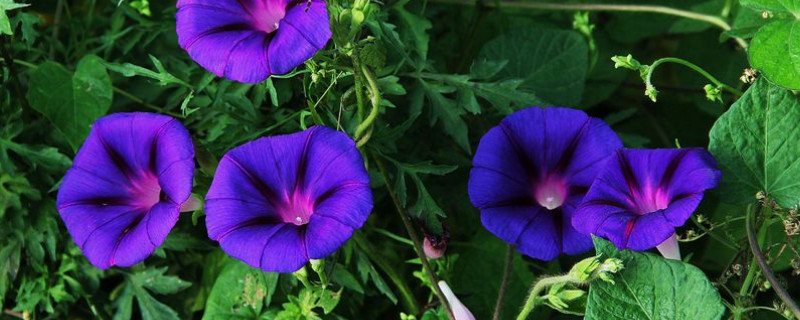 牵牛花是什么植物（牵牛花是什么植物类型）