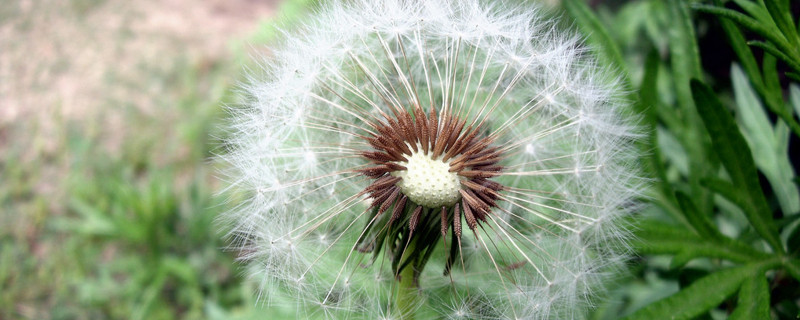 蒲公英的外形和特点（蒲公英的外形和特点100个字）
