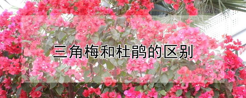 三角梅和杜鹃的区别 簕杜鹃和三角梅有什么区别