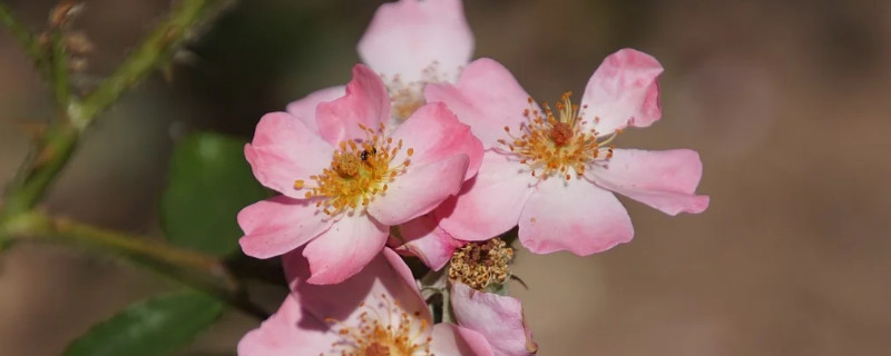 月季花怎么移植能活（月季花怎样移植好活）