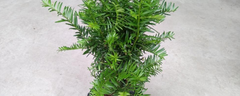 红豆杉盆栽养殖方法（红豆杉盆栽养殖方法和注意事项）