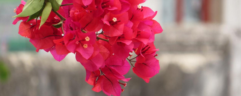 三角梅怎么扦插（三角梅怎么扦插繁殖）