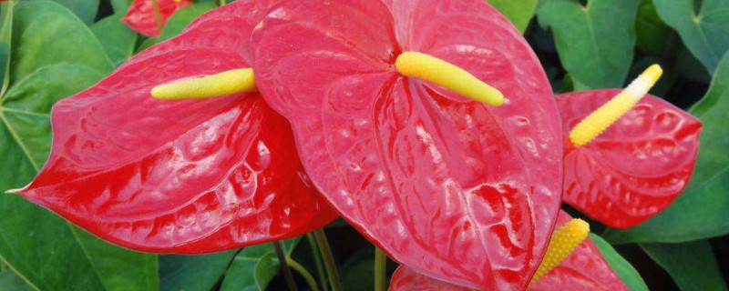 怎么看出红掌该浇水了（怎么看红掌盆土该浇水了）