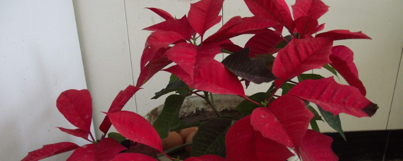 一品红盆栽怎么浇水 一品红浇什么水好