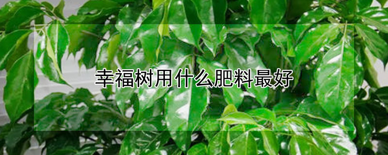 幸福树用什么肥料最好（幸福树用啥肥）