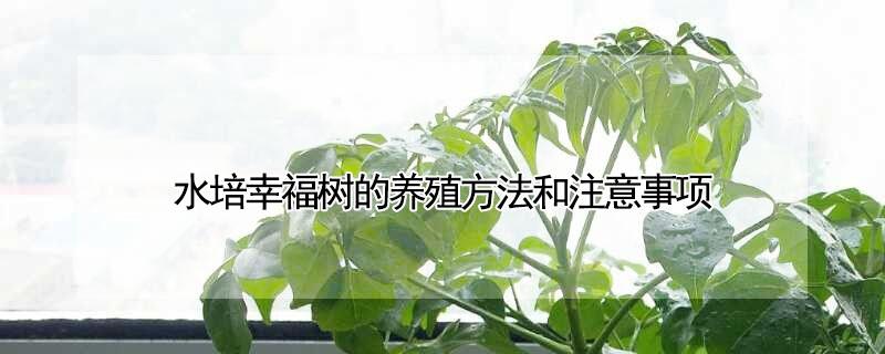 水培幸福树的养殖方法和注意事项（幸福树可以水栽培吗?）
