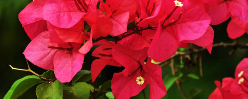 三角梅枯萎怎么处理 三角梅枯死还有什么办法补救