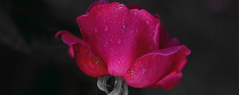 月季有蜘蛛网怎么办 月季花叶子有蜘蛛网怎么治