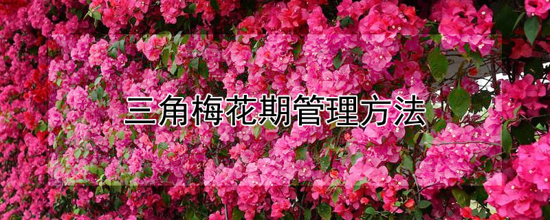 三角梅花期管理方法（三角梅开花期怎么管理）