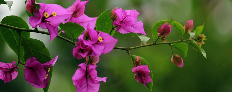 三角梅长虫子怎么办（三角梅花长虫子了怎么办）