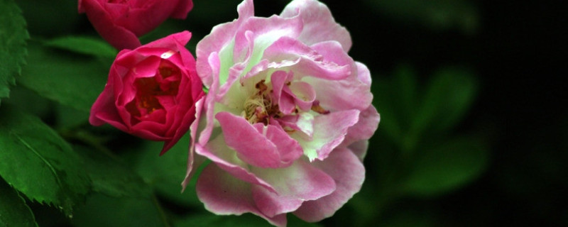 蔷薇花水培方法和注意事项 蔷薇可以水培吗