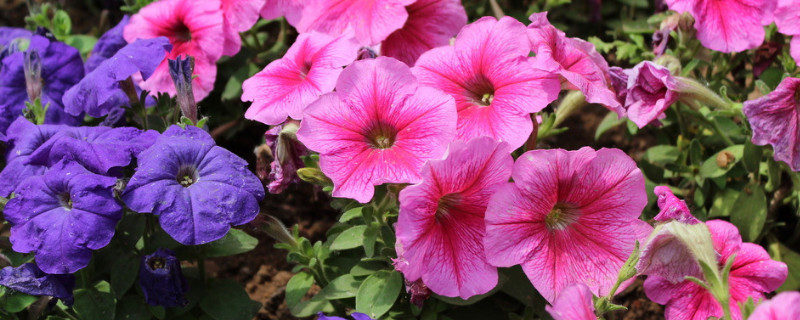 牵牛花要多少天才能开花（牵牛花需要多久开花）