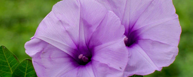 牵牛花的养护方法 牵牛花养植方法