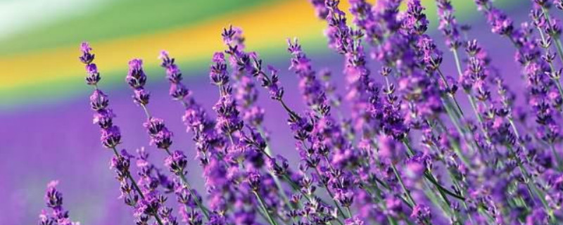 薰衣草适合在什么地方种植 薰衣草什么时候种植最好