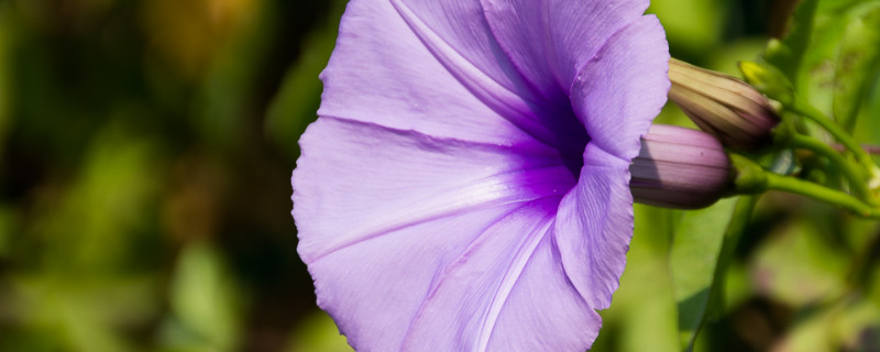 牵牛花夏天可以暴晒吗 牵牛花夏天怕晒吗?