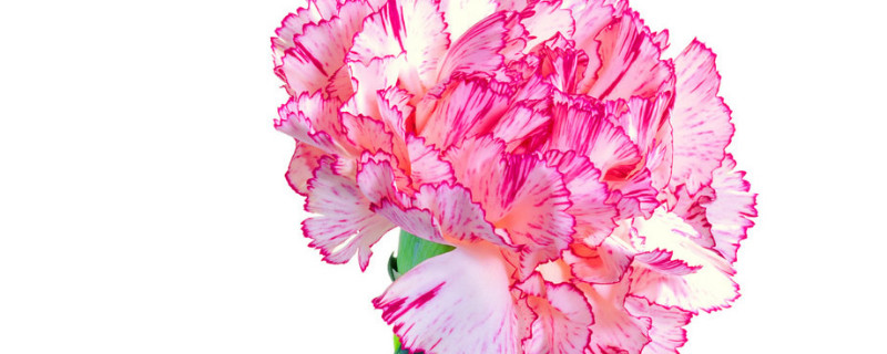 康乃馨能扦插吗(康乃馨能扦插吗?)