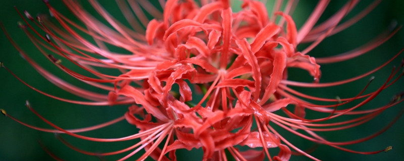 彼岸花种子种多久长苗 彼岸花种子几年开花