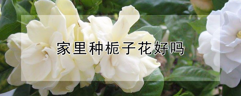 家里种栀子花好吗 家里养栀子花好吗